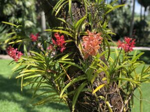 How to Attach Orchid to Tree