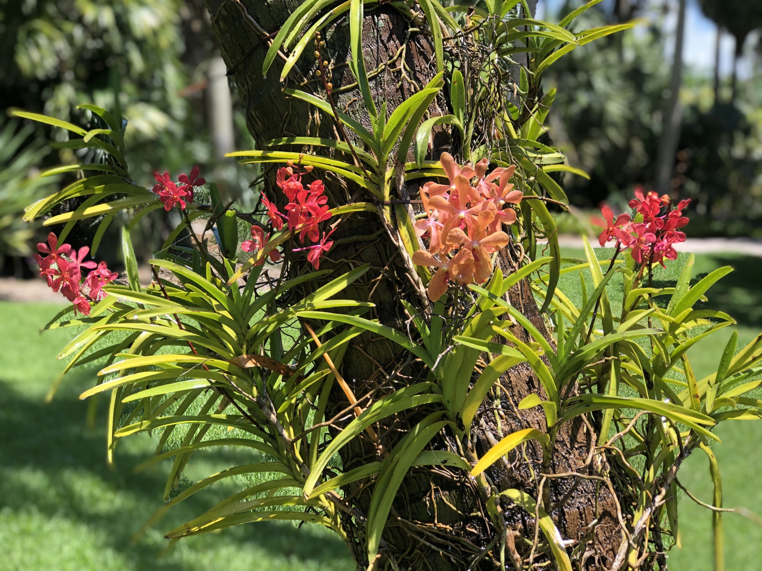 how to attach orchid to tree