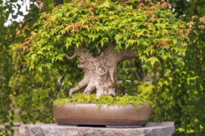 How to Bonsai a Japanese Maple Sapling