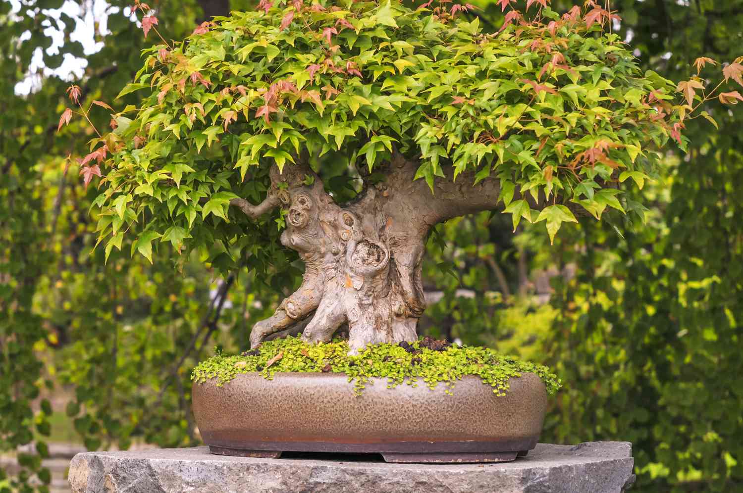 how to bonsai a japanese maple sapling