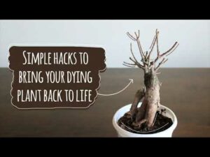 How to Bring a Bonsai Back to Life