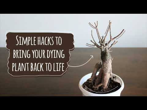 how to bring a bonsai back to life