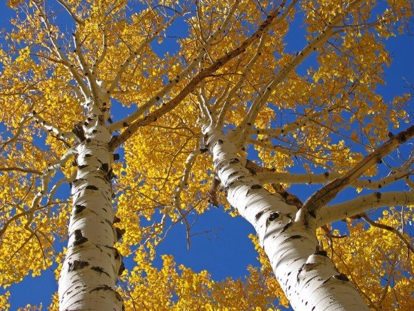 how to care for aspen trees