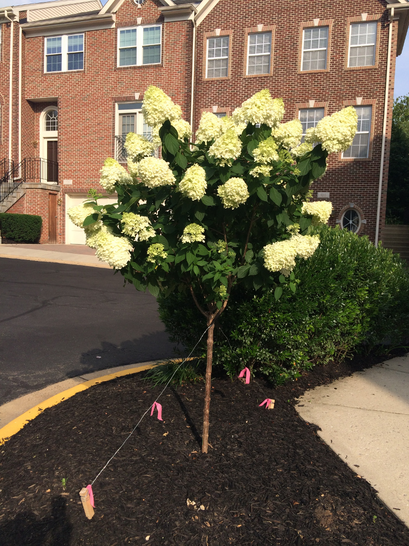 how to care for hydrangea tree