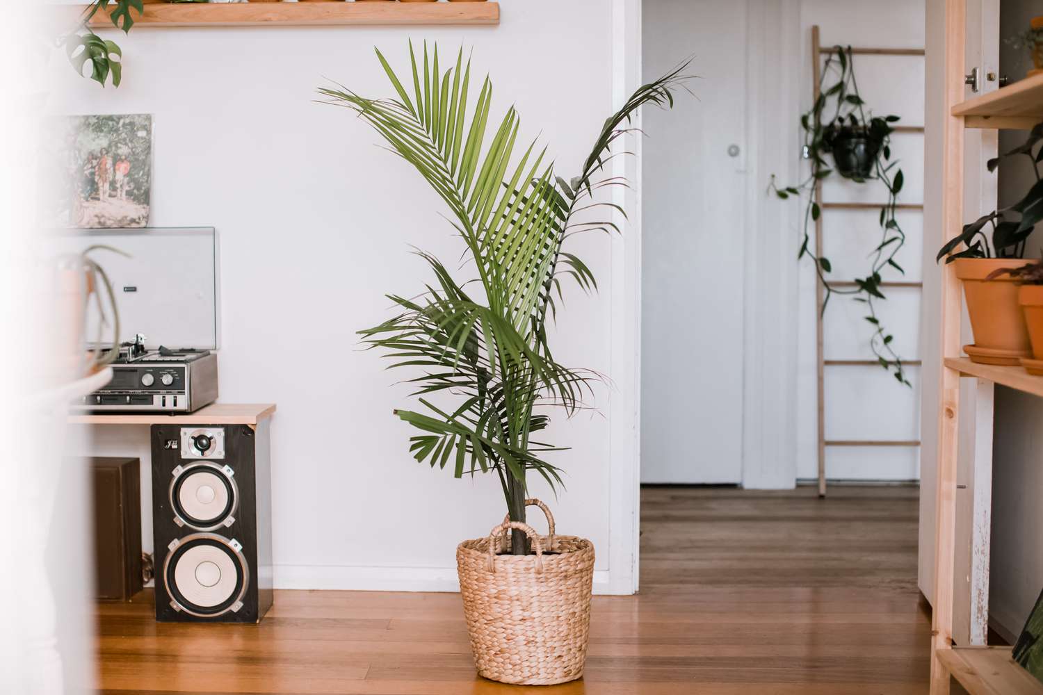 how to care for majesty palm indoors