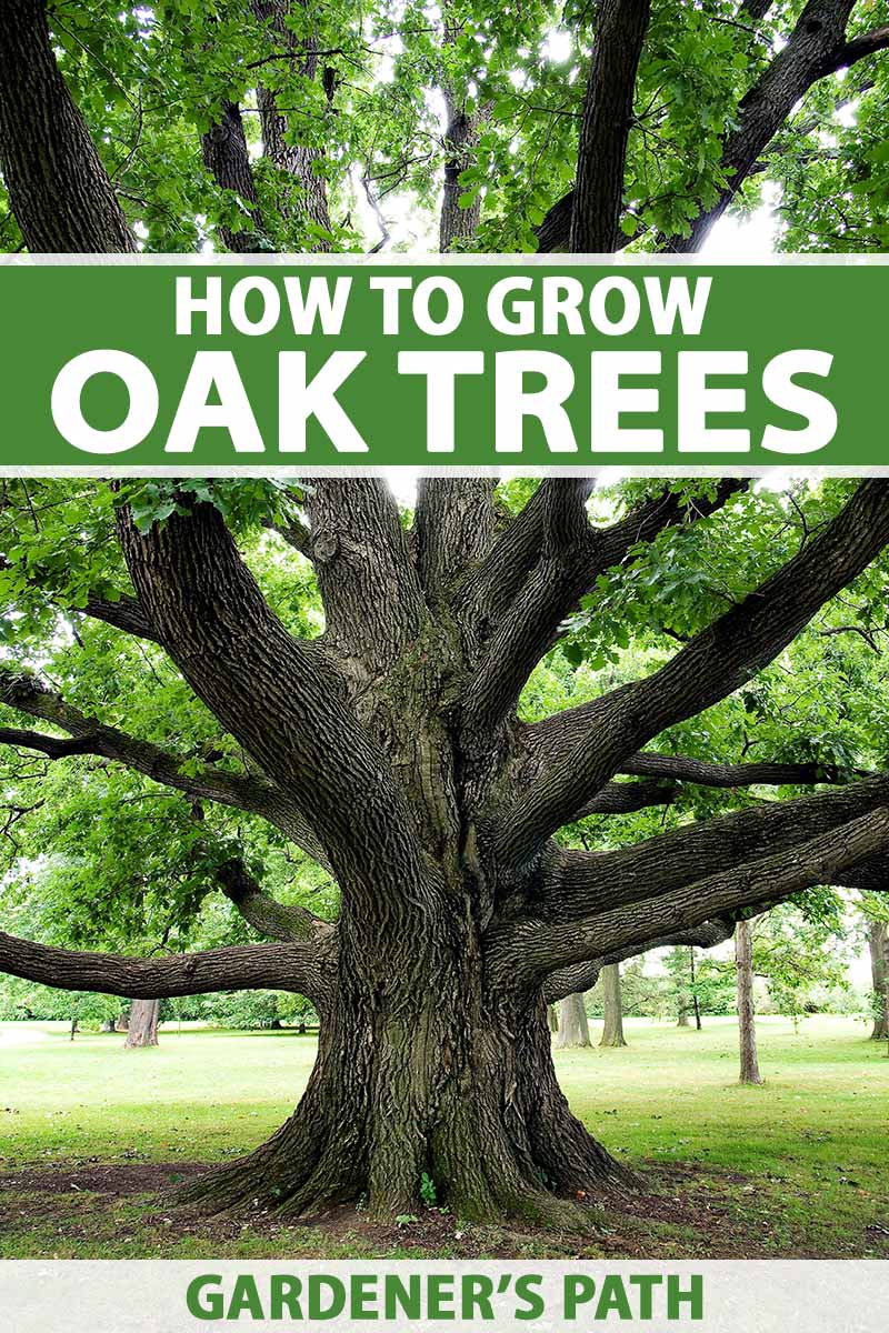 how to care for oak trees