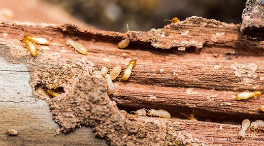 how to check for termites yourself