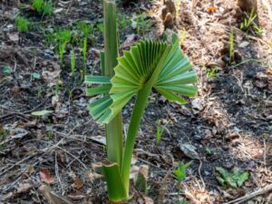 How to Dig Up a Small Palm Tree