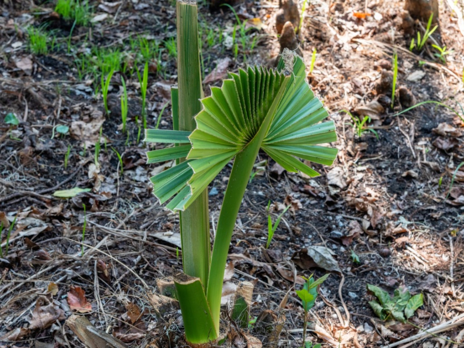 how to dig up a small palm tree