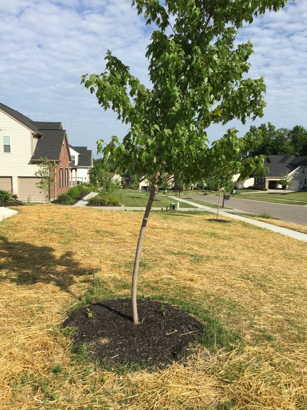 how to fix a crooked tree