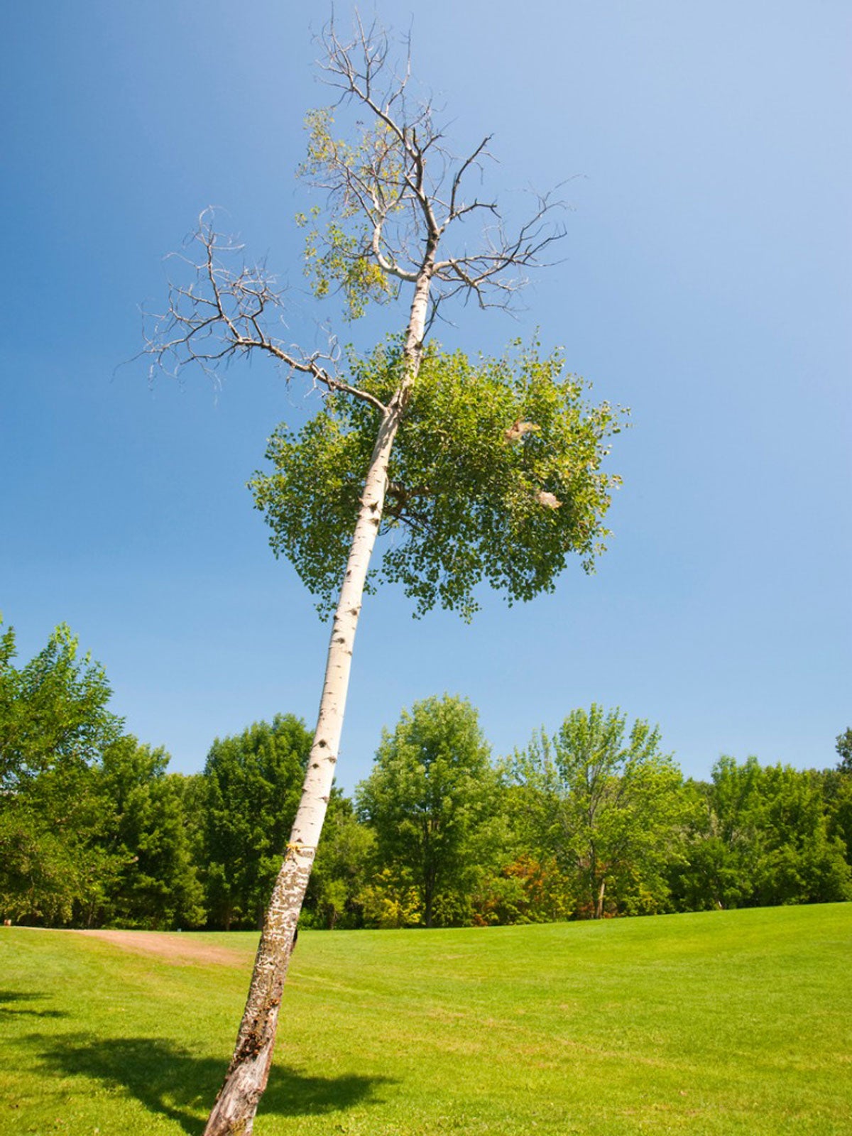 how to fix a leaning tree