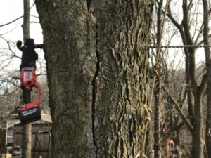 How to Fix a Split Tree