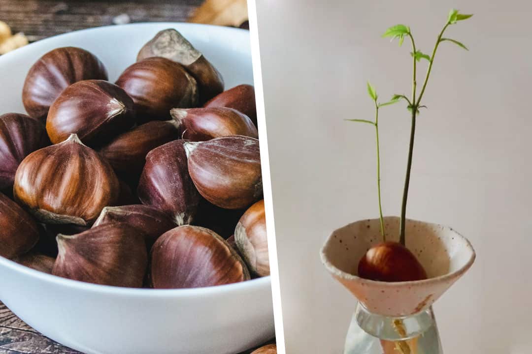 how to germinate chestnuts