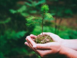 How to Germinate Pine Cone Seeds