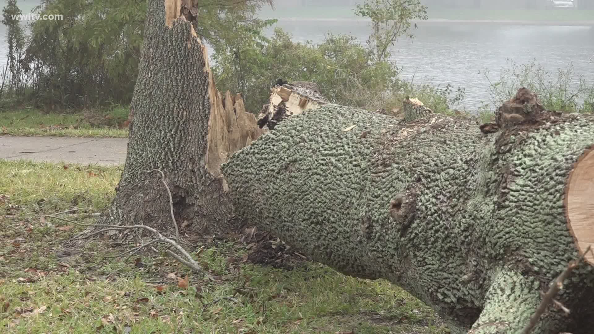 how to prevent termites after cutting down tree