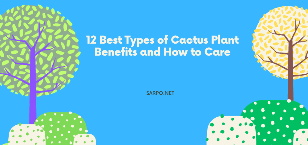 cactus plant benefits