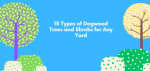 Types of Dogwood Trees and Shrubs for Any Yard