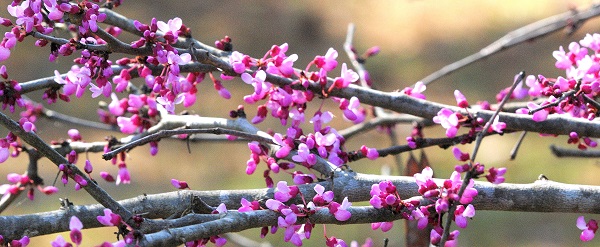 attracting pollinators with redbuds