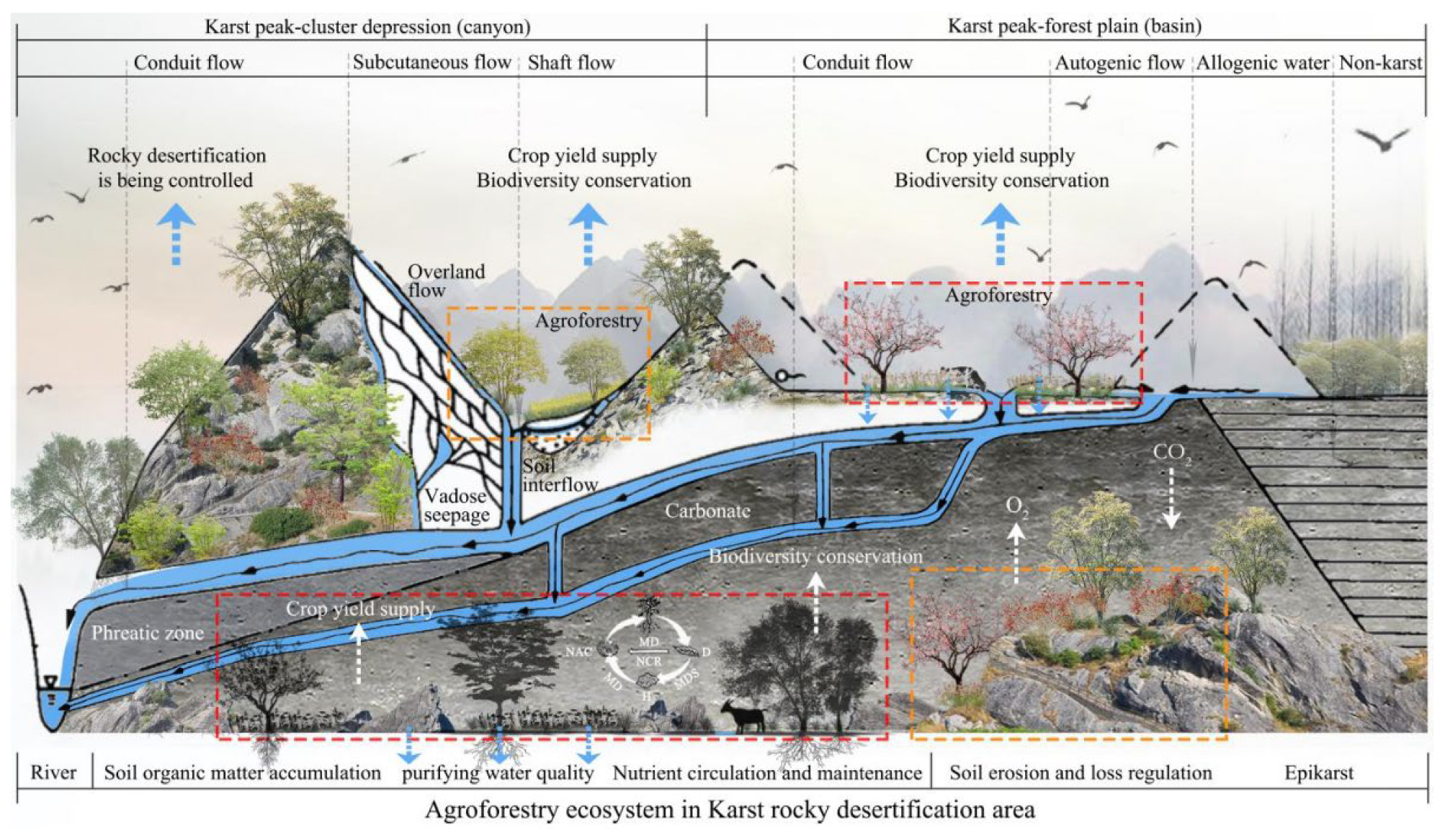 bird diversity in agroforestry: shaping a sustainable future for tropical landscapes