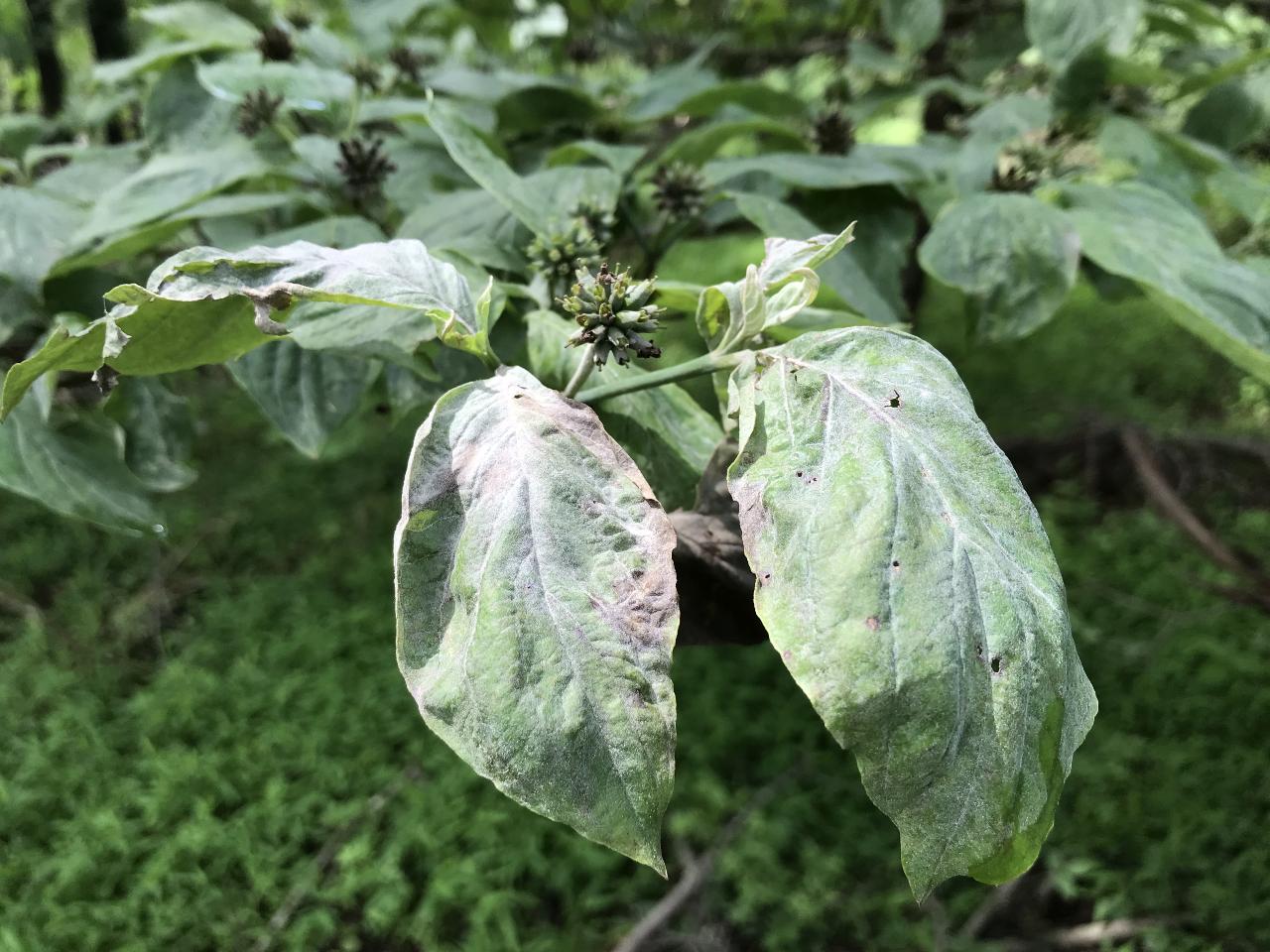 common dogwood problems (anthracnose, powdery mildew)