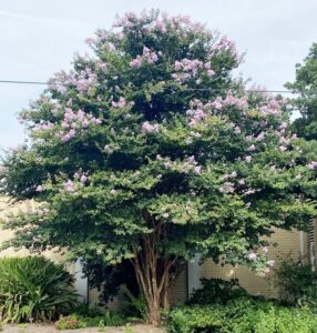 Crape Myrtle Bloom Colors And Timing