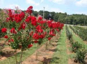 Different Types of Crape Myrtles (Natchez, Dynamite, Etc.)