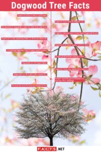 Dogwood Tree Symbolism And History