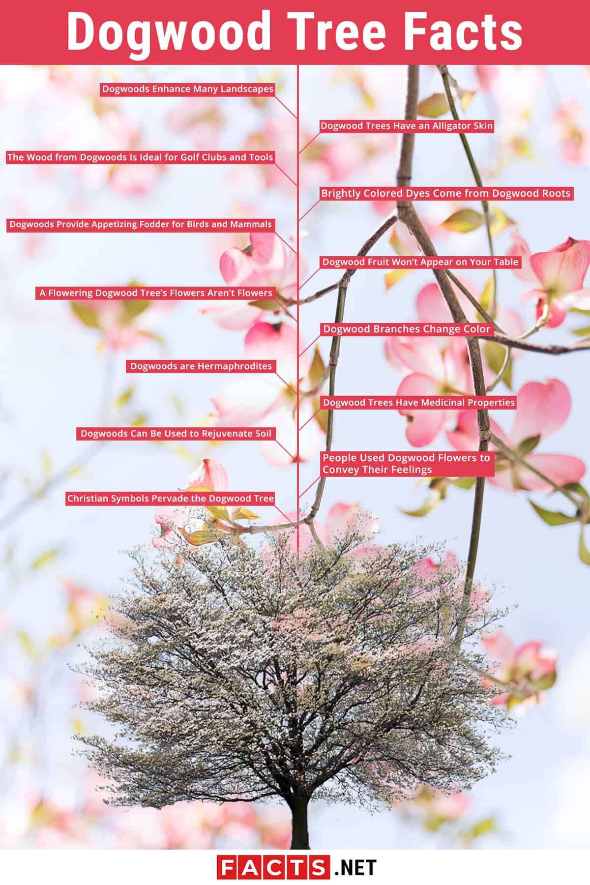 dogwood tree symbolism and history