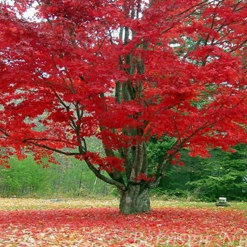 growing conditions for red maples