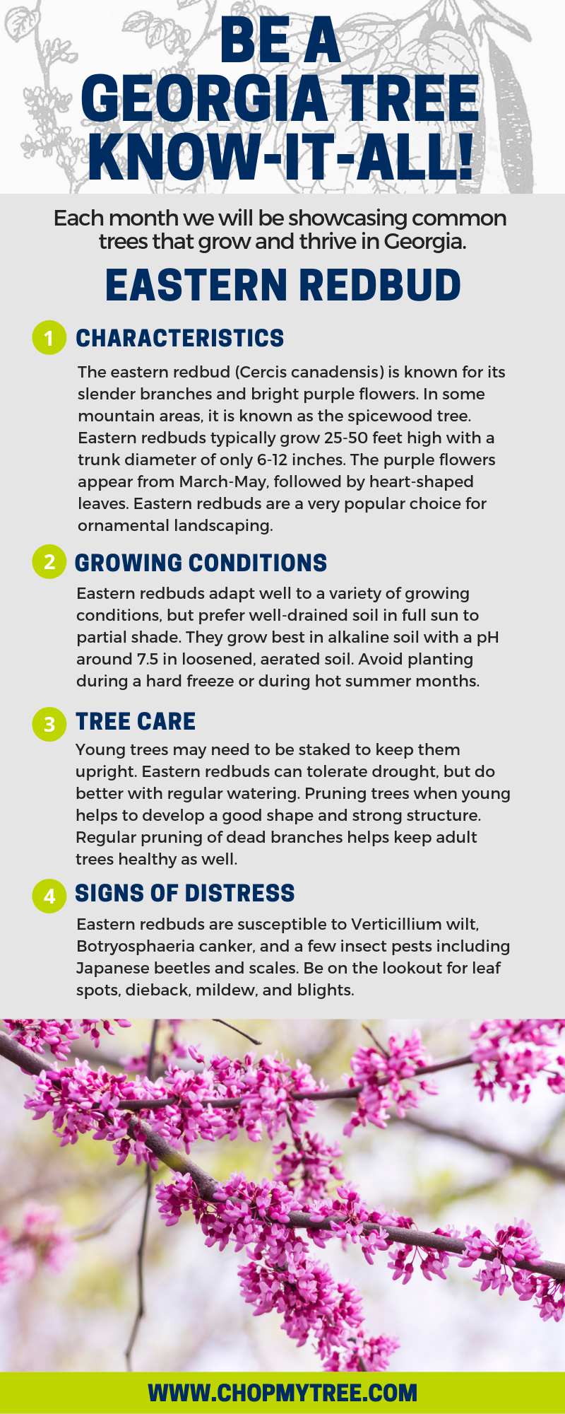 growing conditions for redbuds