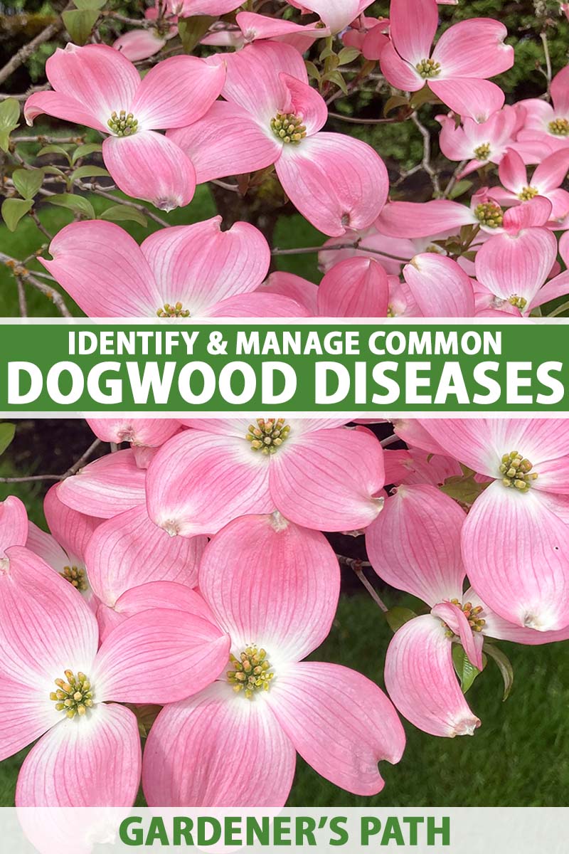 "how to identify and treat common dogwood diseases"