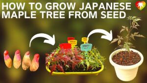 How to Plant a Maple Tree Seed: A Step-by-Step Guide