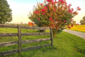 "How to Prune Crape Myrtles for Maximum Blooms"