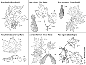 Identifying Red Maple Trees by Their Leaves And Bark