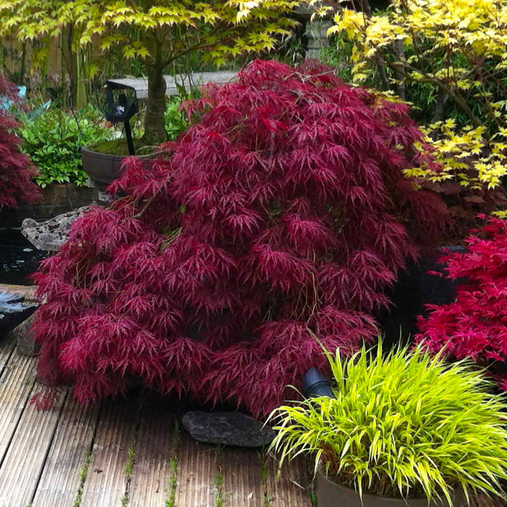 japanese maple landscape ideas: transform your garden elegantly