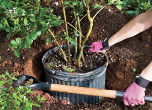 Planting And Growing Crape Myrtles