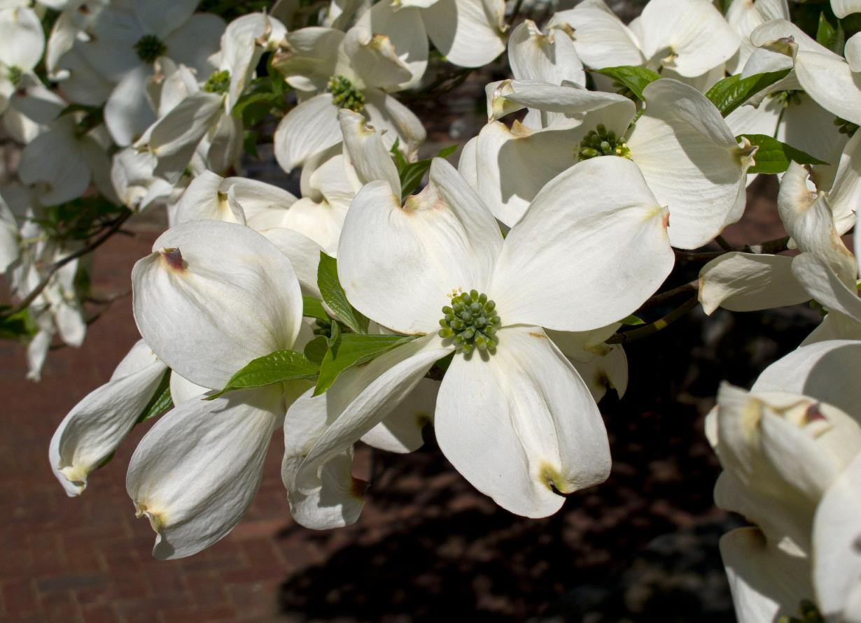 planting and growing dogwood trees