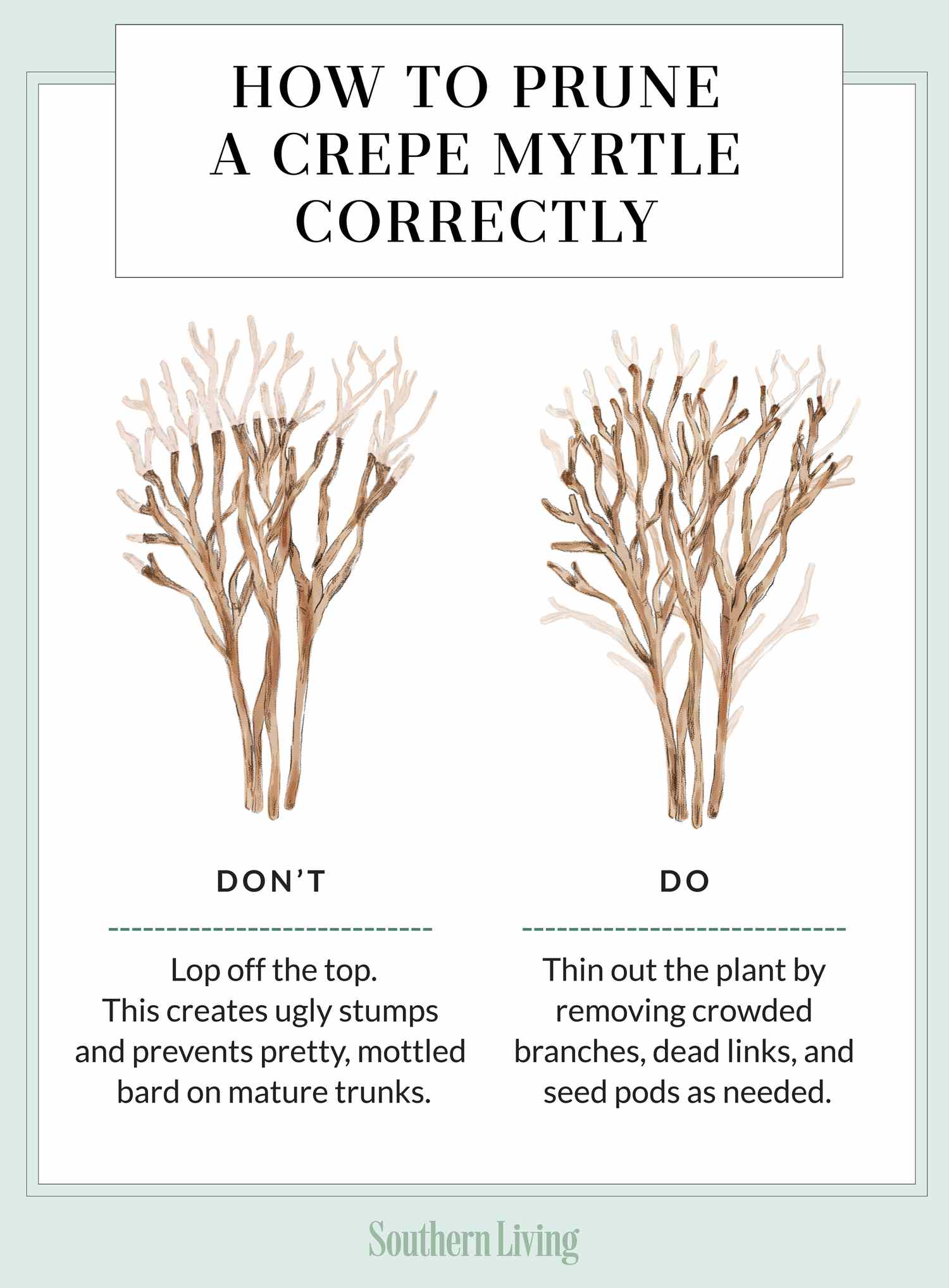 pruning techniques for crape myrtles