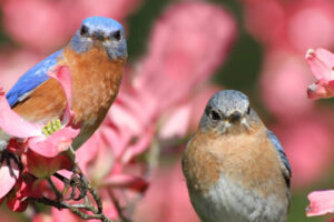 "The Enchanting Beauty of Dogwood Trees: A Gardener'S Guide"