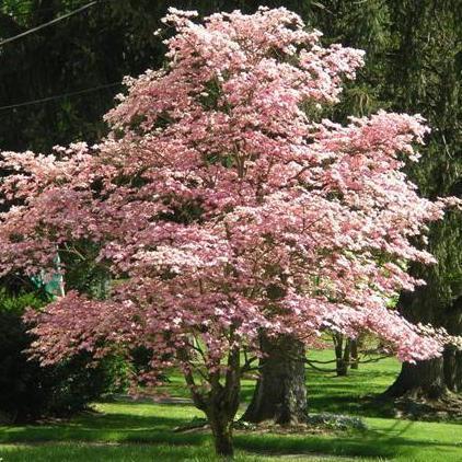 types of dogwood trees (pink, white, etc.)