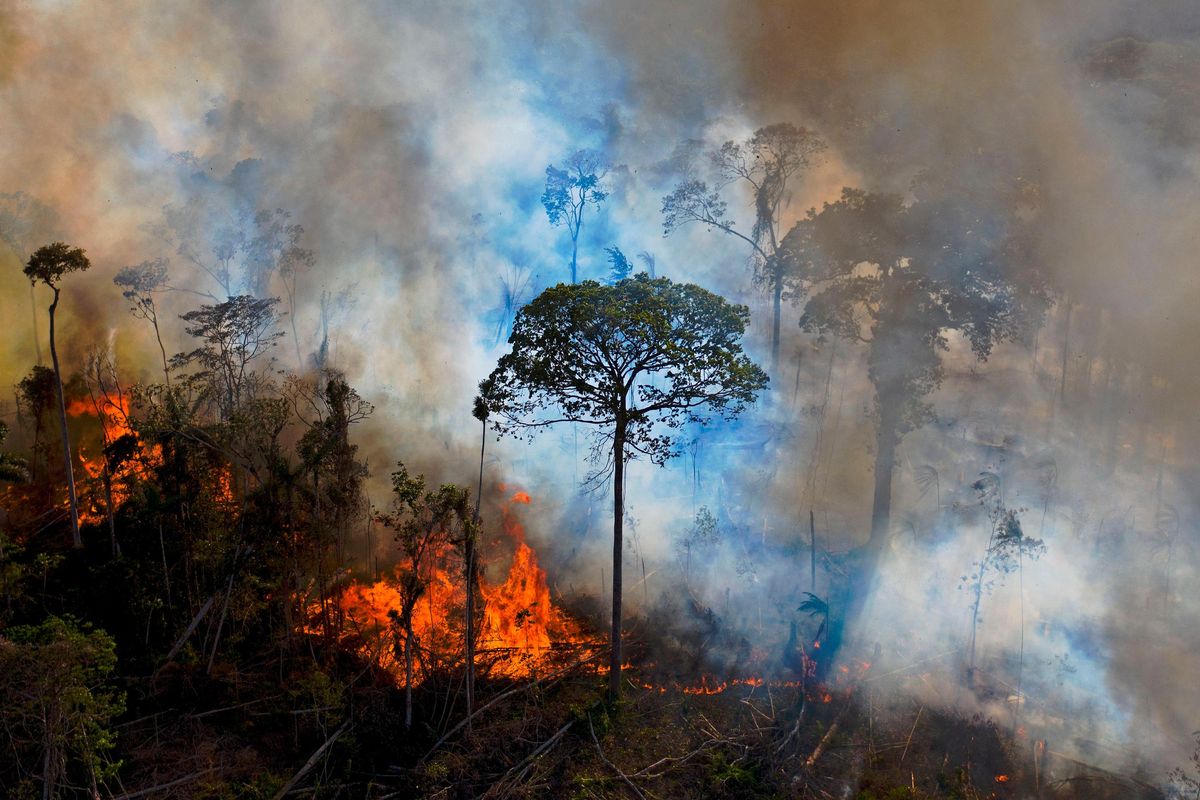 uk forests face catastrophic collapse: urgent action needed to combat climate change