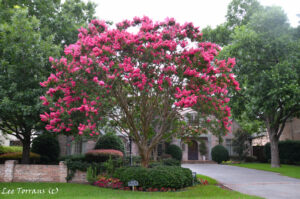 Using Crape Myrtles in Landscape Design