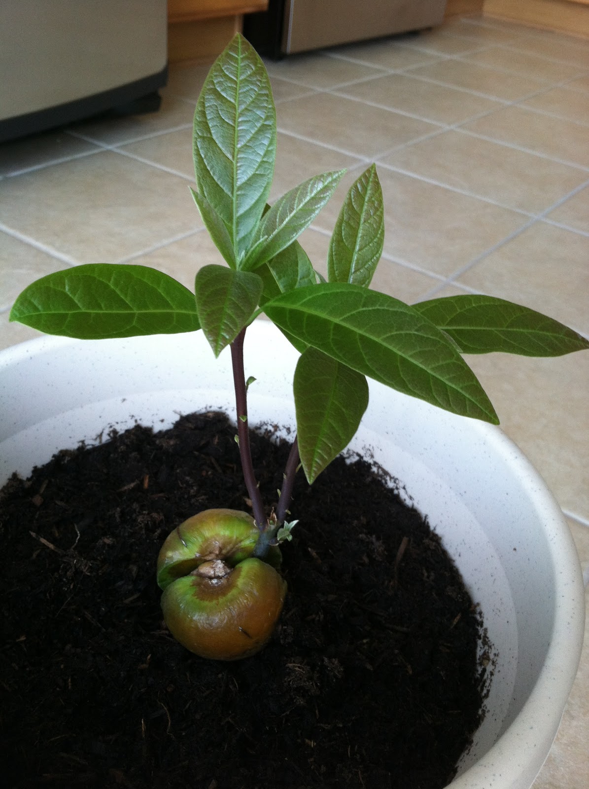 Avocado Adventure: Growing an Avocado Tree from Seed