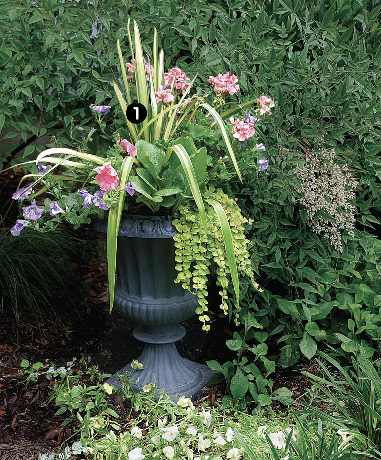 Container Creations: Best Plants for Container Gardening