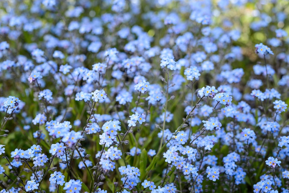 Forget-Me-Not: How to Grow This Classic Flower