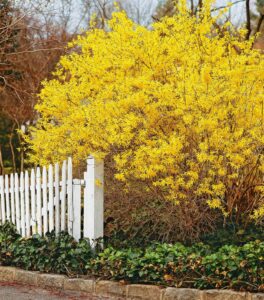 Forsythia Fun: Easter Decorating Ideas With This Vibrant Shrub