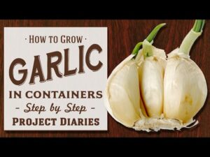 How to Grow Garlic Clove: A Step-by-Step Guide