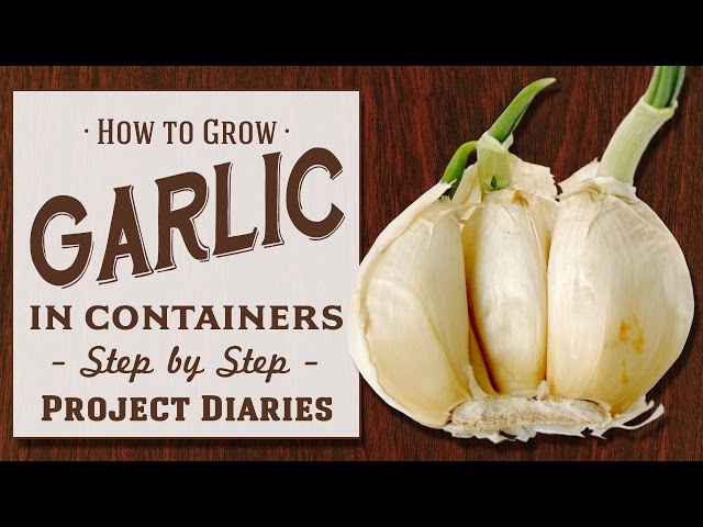 how to grow garlic clove: a step-by-step guide