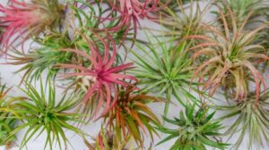 How to Take Care of Air Plants: Expert Tips for Thriving Greens