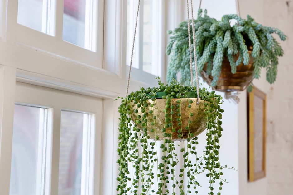 Indoor Greenery: 15 Must-Have Living Room Plants